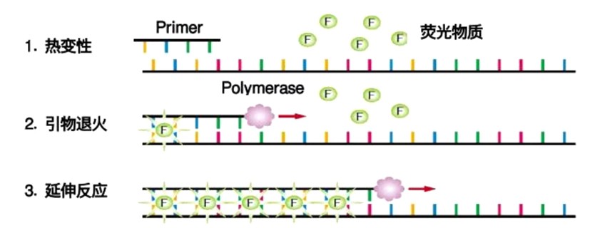 荧光定量PCR