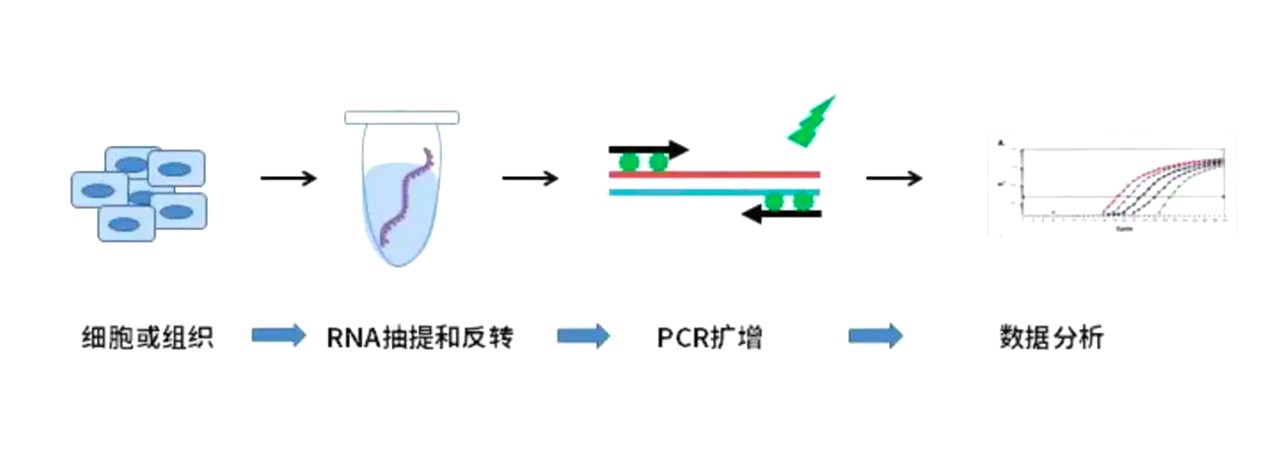 荧光定量PCR实验过程